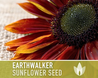 Earthwalker Sunflower Seeds - Heirloom Seeds, Seed Packets, Flower Seeds, Non GMO, Open Pollinated