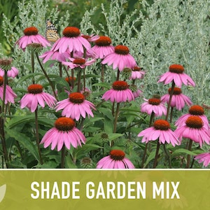 Shade Garden Wildflower Seed Mix Seed Packets, Heirloom Seeds, Flower Seeds, Non GMO, Open Pollinated image 8