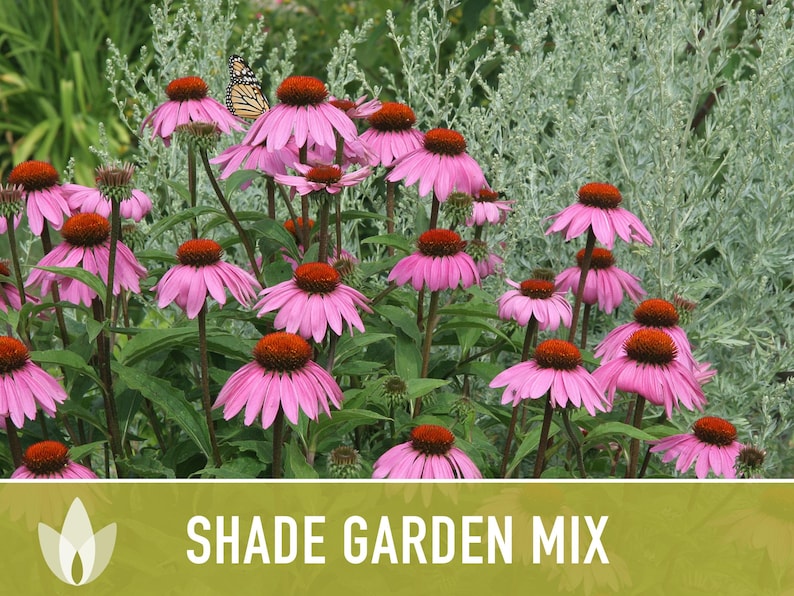 Shade Garden Wildflower Seed Mix Seed Packets, Heirloom Seeds, Flower Seeds, Non GMO, Open Pollinated image 8