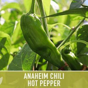 Anaheim Chili Seeds | 25+ Seeds, Heirloom, Mild Flavor, Versatile Use | Capsicum annuum image 11