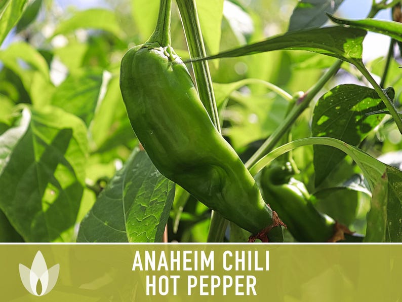 Anaheim Chili Seeds | 25+ Seeds, Heirloom, Mild Flavor, Versatile Use | Capsicum annuum image 11