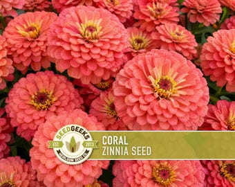 Coral Zinnia Flower Seed | 100+ Seeds, Large Double Bloom Flowers, Butterfly Garden | Zinnia elegans