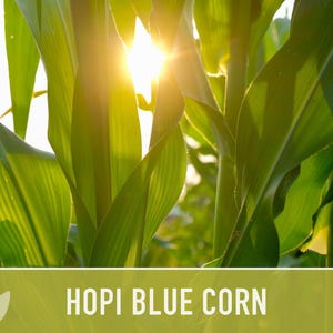 Hopi Blue Corn Heirloom Seeds - Non-GMO, Open Pollinated image 5