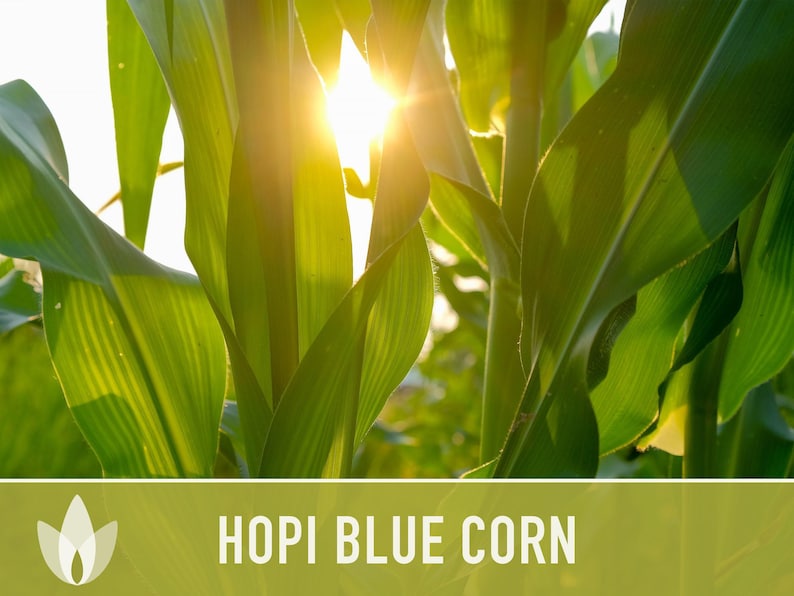 Hopi Blue Corn Heirloom Seeds - Non-GMO, Open Pollinated image 5