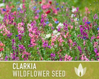 Clarkia Flower Seeds - Heirloom Seeds, California Native Wildflower Mix, Mountain Garland, Cut Flowers, Clarkia Unguiculata, Non-GMO