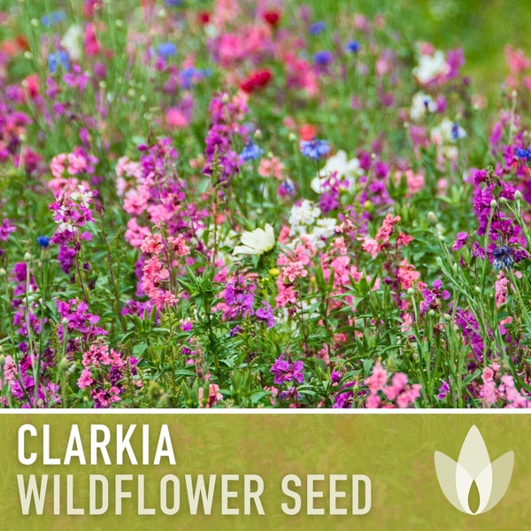 Clarkia Flower Seeds - Heirloom Seeds, California Native Wildflower Mix, Mountain Garland, Cut Flowers, Clarkia Unguiculata, Non-GMO