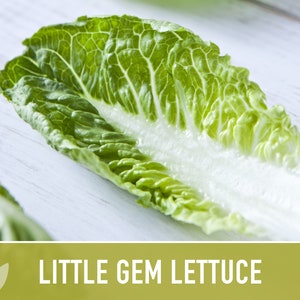 Little Gem Lettuce Heirloom Seeds Sucrine, Sugar Cos, Butterhead, Fresh Salad Garden, Open Pollinated, Non-GMO Bild 3