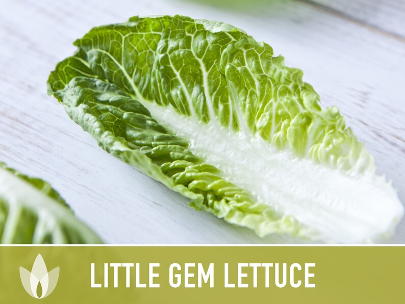 Little Gem Lettuce Heirloom Seeds Sucrine, Sugar Cos, Butterhead, Fresh Salad Garden, Open Pollinated, Non-GMO Bild 3