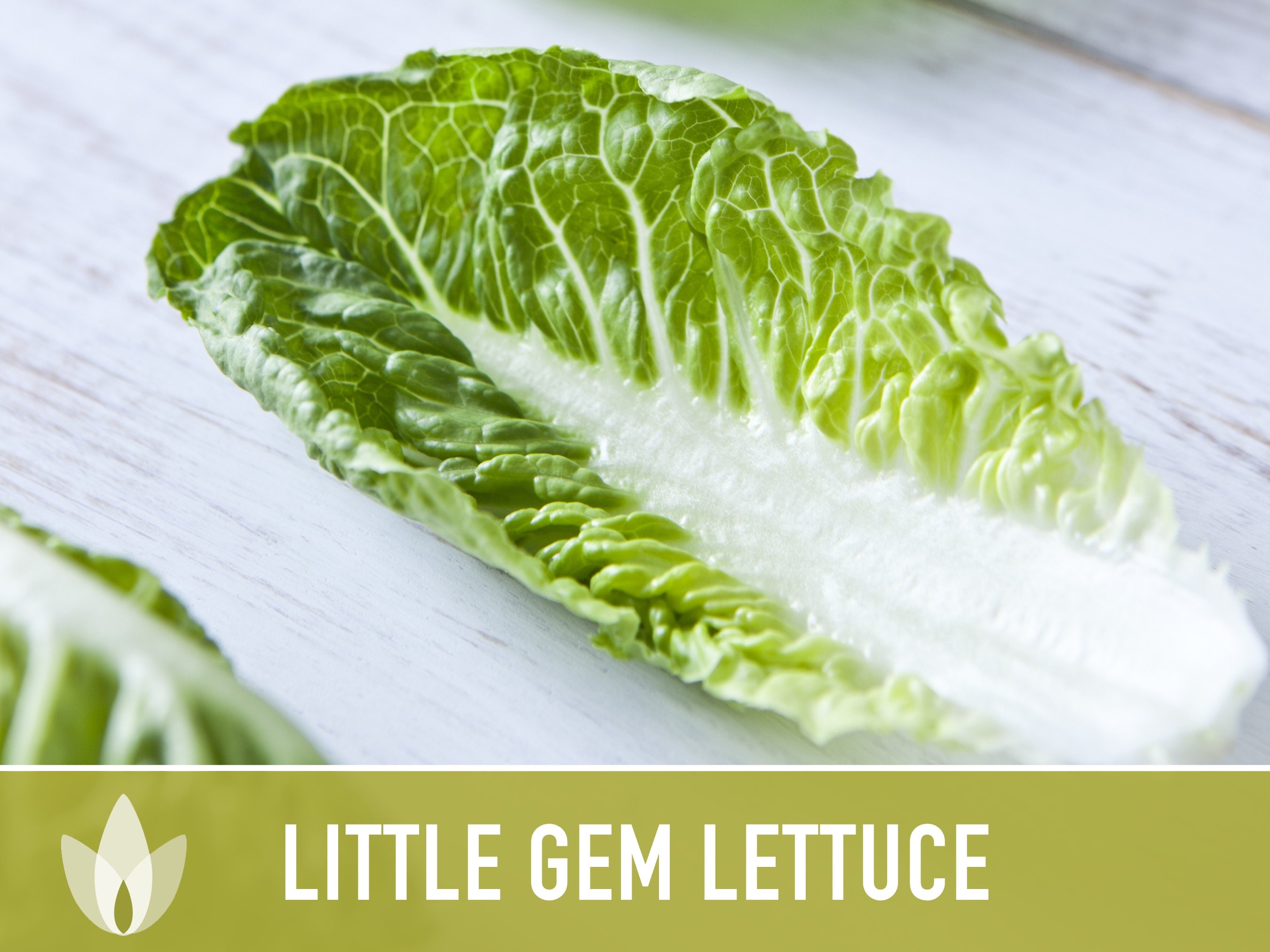Little Gem Lettuce Heirloom Seeds Sucrine, Sugar Cos, Butterhead