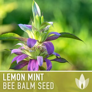 Lemon Mint Bee Balm, Bergamot Herb Heirloom Seeds