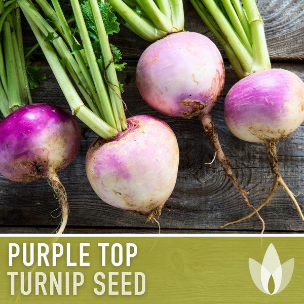 Purple Top White Globe Turnip Heirloom Seeds