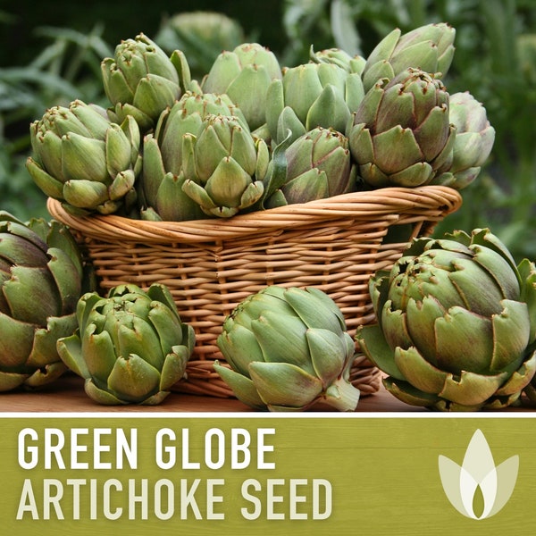 Artichoke, Green Globe Seeds - Heirloom Seeds, Artichoke Seeds, Cynara Cardunculus, Vegetable Seeds, Open Pollinated, Non-GMO