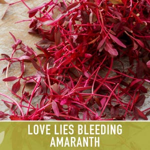 Semillas tradicionales de amaranto sangrante Love Lies imagen 5
