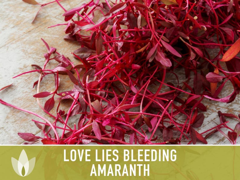 Semillas tradicionales de amaranto sangrante Love Lies imagen 5