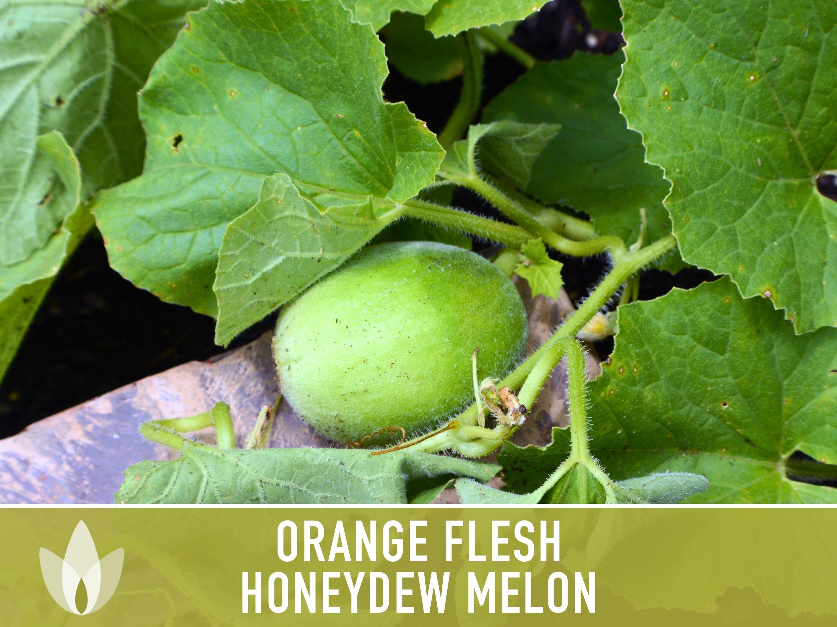 Orange Flesh Honeydew Melons — Melissas Produce