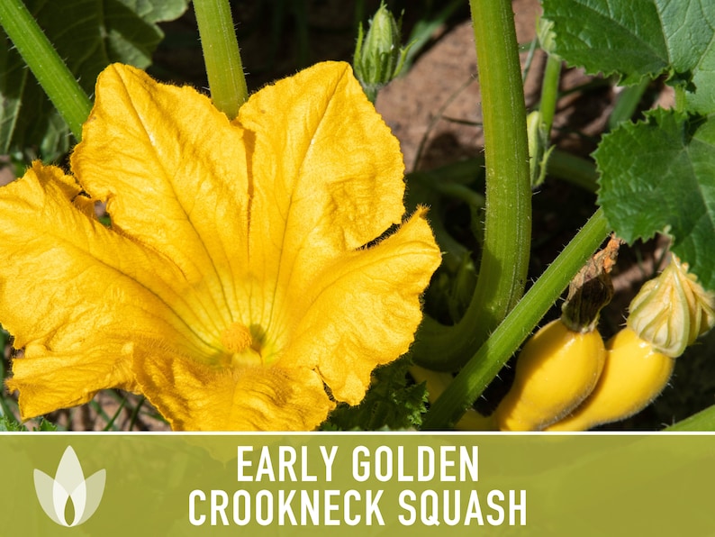 Early Golden Crookneck Summer Squash Heirloom Seeds Etsy