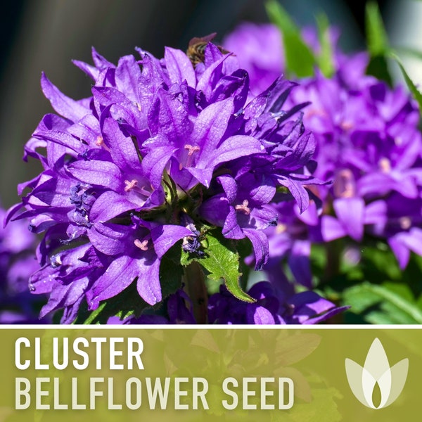 Cluster Bellflower Flower Seeds - Heirloom Seeds, Dwarf Bellflower, Continuous Blooms, Bee Friendly, Campanula Glomerata, Non-GMO