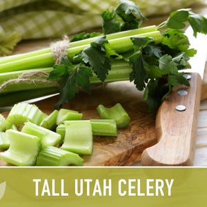 Tall Utah Celery Seeds - Heirloom, Open Pollinated, Non-GMO image 5