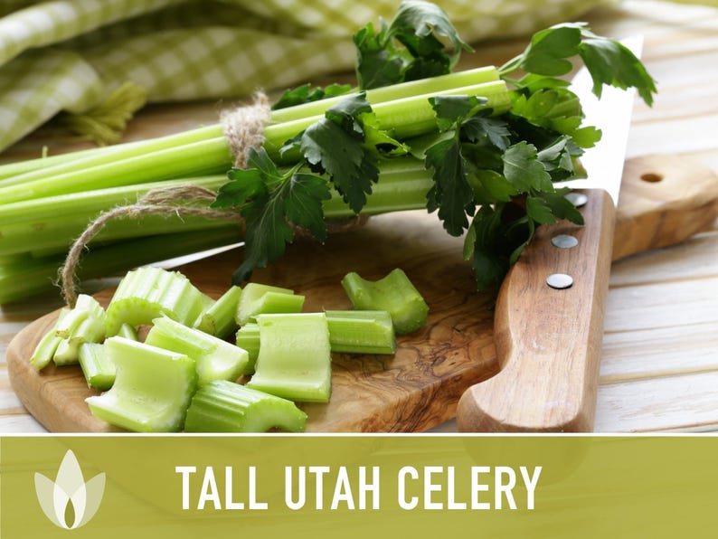 Tall Utah Celery Seeds - Heirloom, Open Pollinated, Non-GMO image 5