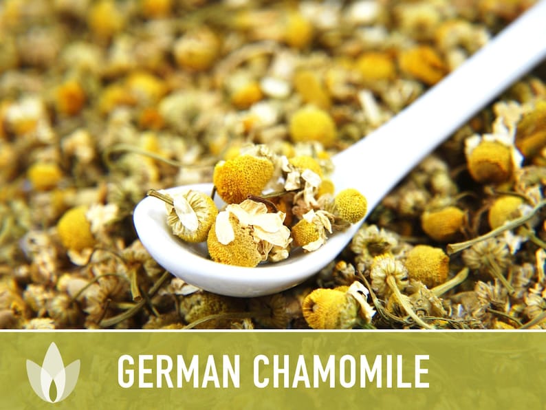 German Chamomile Seeds | 200+ Seeds, Heirloom, Medicinal, Organic | Matricaria chamomilla zdjęcie 10