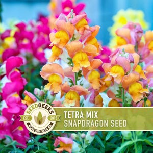 May include: A vibrant display of Tetra Mix Snapdragon seeds. The image showcases a colorful array of snapdragon flowers in shades of pink, orange, yellow, and purple. The text on the image reads "TETRA MIX SNAPDRAGON SEED" and "SEED GEEKS EST. 2013 HEIRLOOM SEED CO."