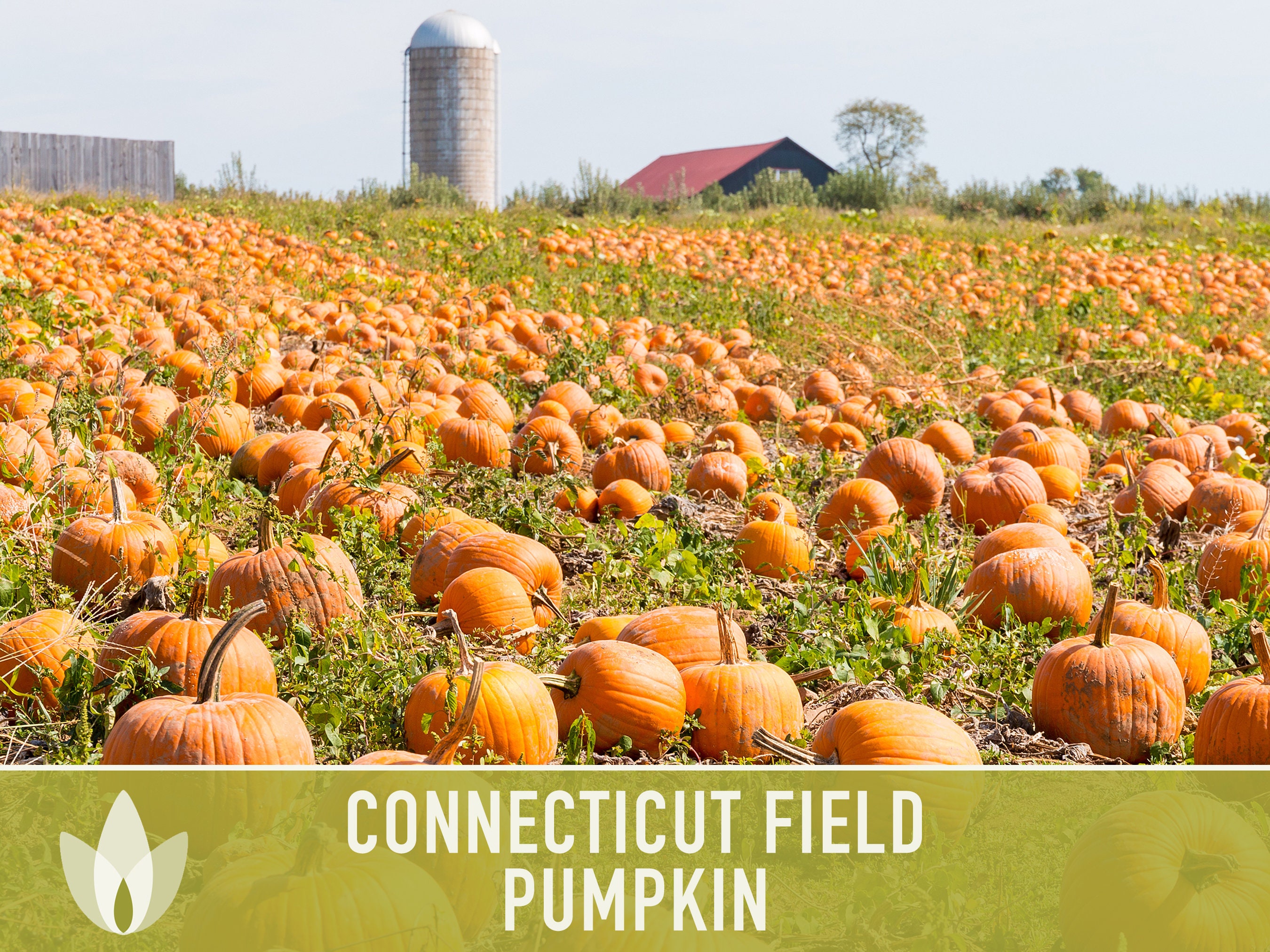 Bulk Connecticut Field Pumpkin Seeds For Planting (Cucurbita pepo) – Seed Needs LLC
