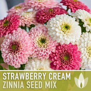 Strawberry Cream Zinnia Seeds | 100+ Seeds, Heirloom Flower Mix for Pollinator Gardens & Bouquets! image 4