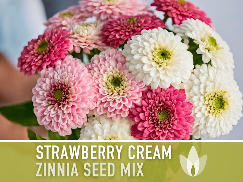 Strawberry Cream Zinnia Seeds | 100+ Seeds, Heirloom Flower Mix for Pollinator Gardens & Bouquets! image 4