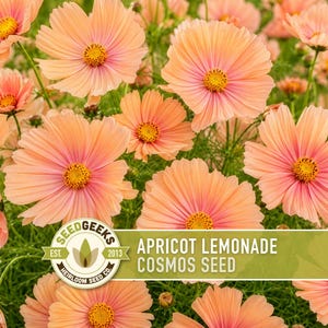 K&ouml;nnte beinhalten: Eine Ansammlung aprikosenfarbener Kosmosbl&uuml;ten mit gelben Mitten und zarten Bl&uuml;tenbl&auml;ttern. Ein kreisf&ouml;rmiges Logo zeigt den Text SEED GEEKS EST. 2013 HEIRLOOM SEED CO. neben einem gr&uuml;nen Banner mit dem Text APRICOT LEMONADE COSMOS SEED.