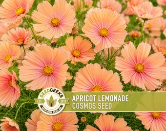 Apricot Lemonade Cosmos Seeds | Peach Blush Cottage Garden Flowers, Cosmos bipinnatus