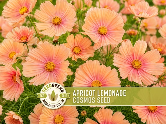 Apricot Lemonade Cosmos Seeds | Peach Blush Cottage Garden Flowers, Cosmos bipinnatus