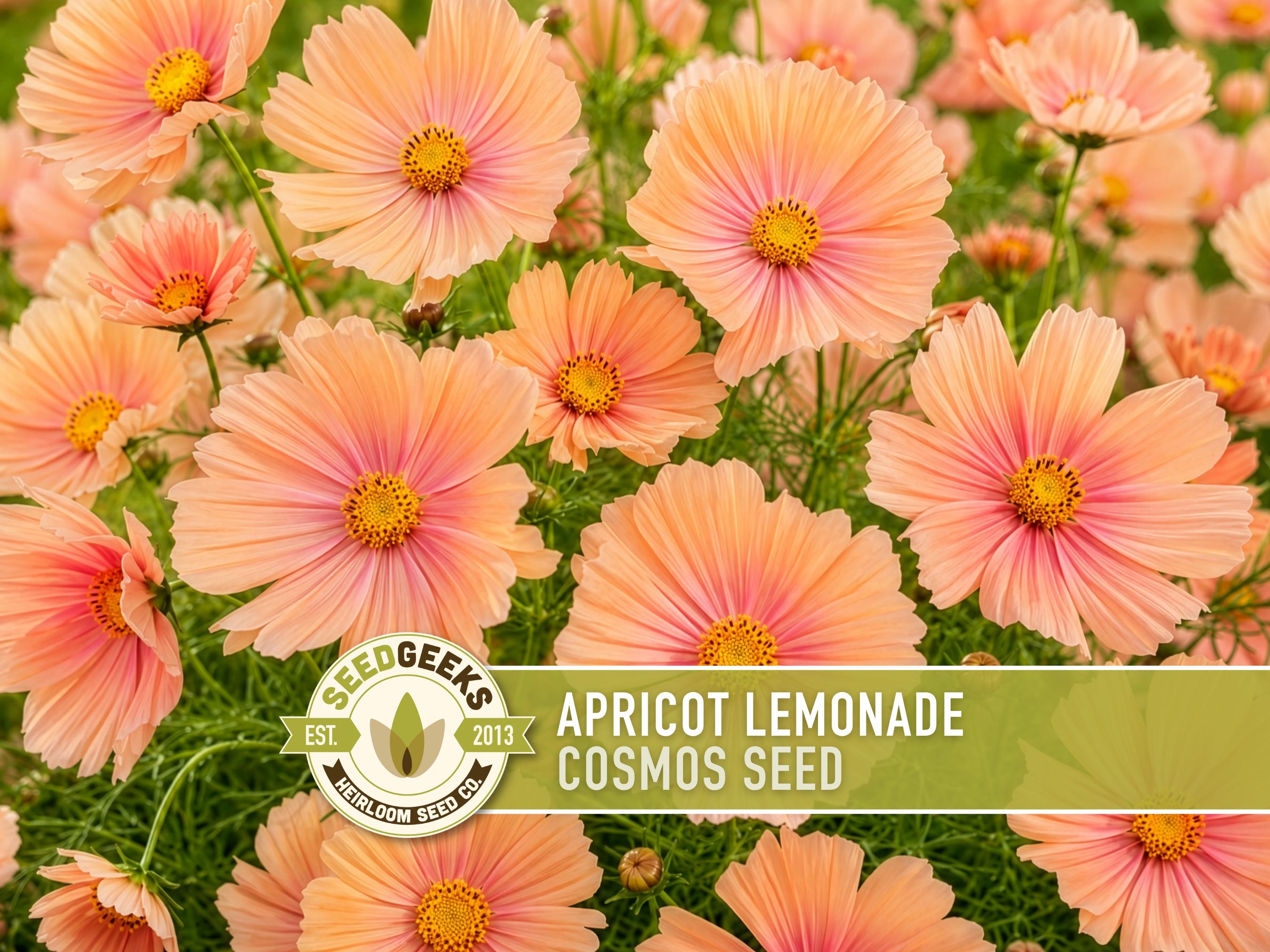 Apricot Lemonade Cosmos Seeds | Peach Blush Cottage Garden Flowers, Cosmos bipinnatus