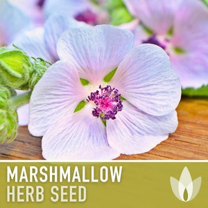 Marshmallow Medicinal Herb Heirloom Seeds - Perennial, Herbal Tea, Ancient Medicinal & Culinary Herb, Dried Herbs, Folk Remedy, Non-GMO