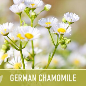German Chamomile Seeds | 200+ Seeds, Heirloom, Medicinal, Organic | Matricaria chamomilla zdjęcie 6