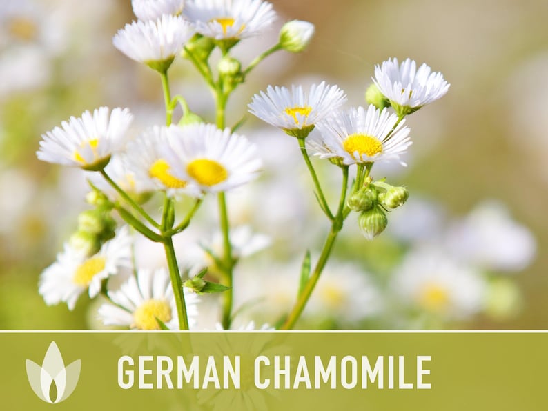 German Chamomile Seeds | 200+ Seeds, Heirloom, Medicinal, Organic | Matricaria chamomilla zdjęcie 6