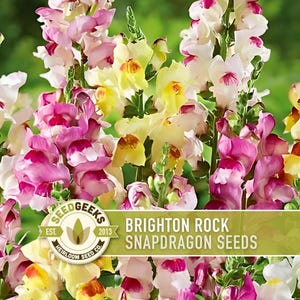 May include: A colourful image of Brighton Rock Snapdragon seeds. The flowers are a mix of pink, yellow, and white, with green stems and foliage. The image includes the SeedGeeks logo and text that reads "Brighton Rock Snapdragon Seeds."