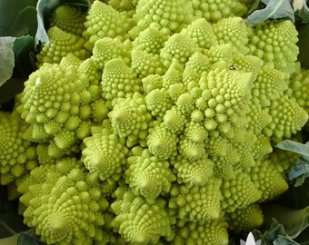 Romanesco Broccoli Heirloom Seeds - Non-GMO, Open Pollinated, Untreated