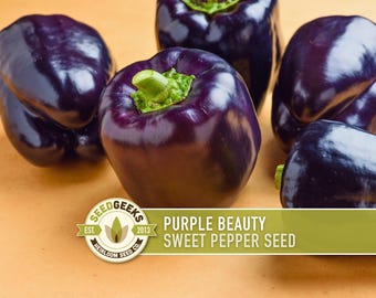 Purple Beauty Sweet Bell Pepper Heirloom Seeds