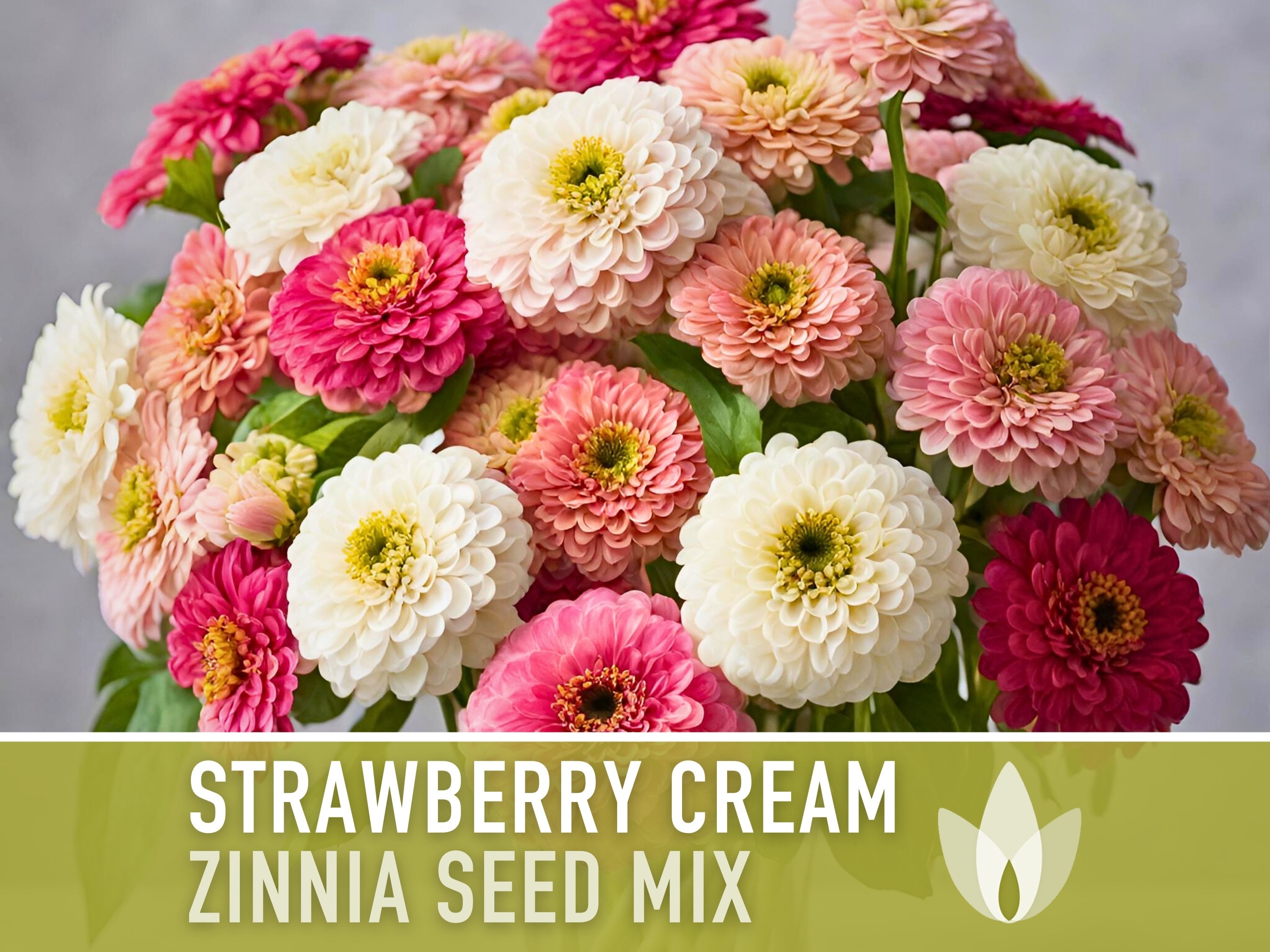 Zinnia, Strawberry Cream Mix Heirloom Flower Seeds - Cut Flowers