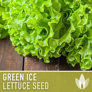 Green Ice Lettuce Heirloom Seeds - Summer Lettuce, Slow Bolting, Heat Tolerant, Open Pollinated, Non-GMO
