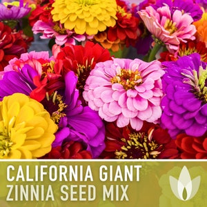Zinnia, California Giant Mix Heirloom Seeds, Flower Seeds