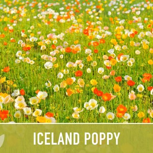 Iceland Poppy Seeds – Pastel Flower Mix, Pollinator Friendly image 7