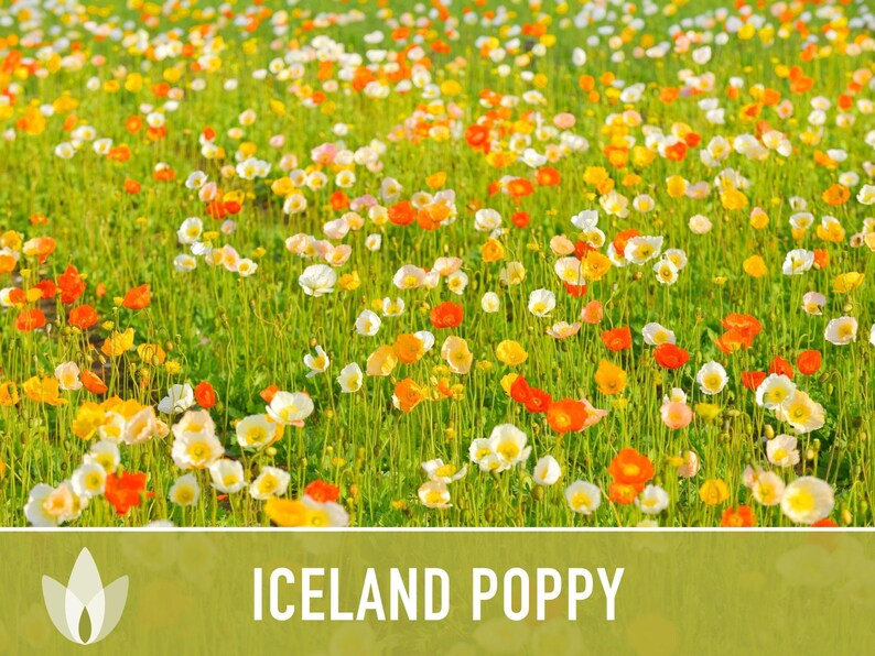 Iceland Poppy Seeds – Pastel Flower Mix, Pollinator Friendly image 7