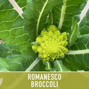 Romanesco Broccoli Heirloom Seeds afbeelding 4