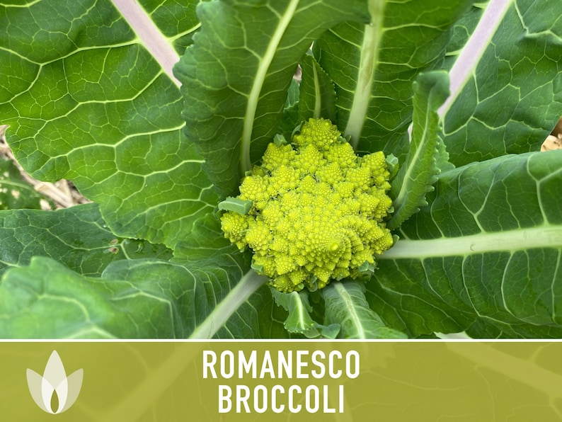 Romanesco Broccoli Heirloom Seeds afbeelding 4