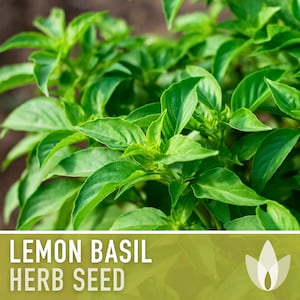 Lemon Basil Herb Heirloom Seeds
