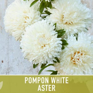 Semillas de flor de aster blanco pompón, aster chino tradicional, apto para abejas imagen 11