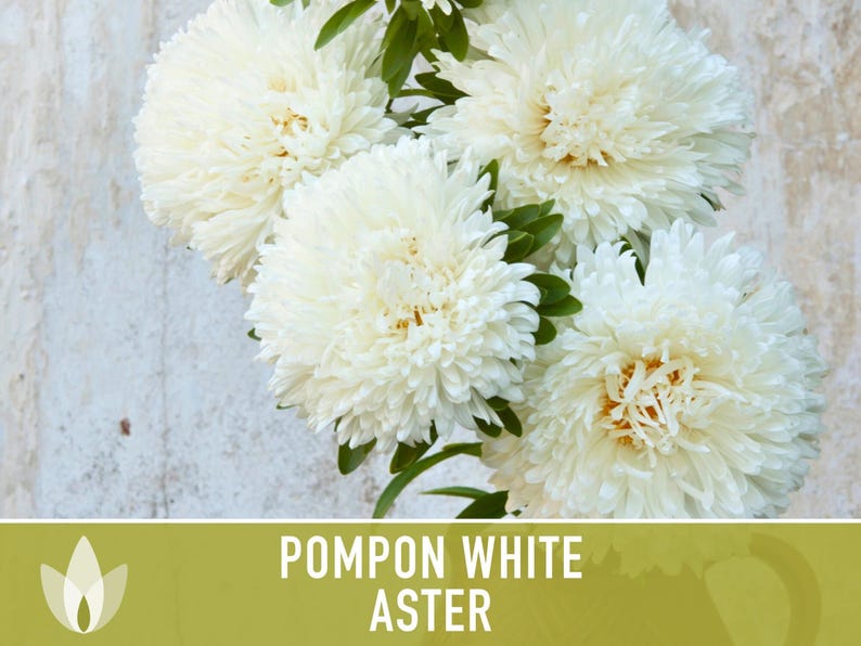Semillas de flor de aster blanco pompón, aster chino tradicional, apto para abejas imagen 11