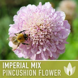 Imperial Mix Pincushion Flower Seeds, Double Blooms, Pollinator Garden image 4