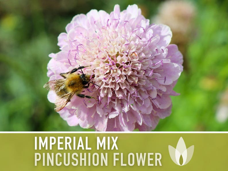 Imperial Mix Pincushion Flower Seeds, Double Blooms, Pollinator Garden image 4
